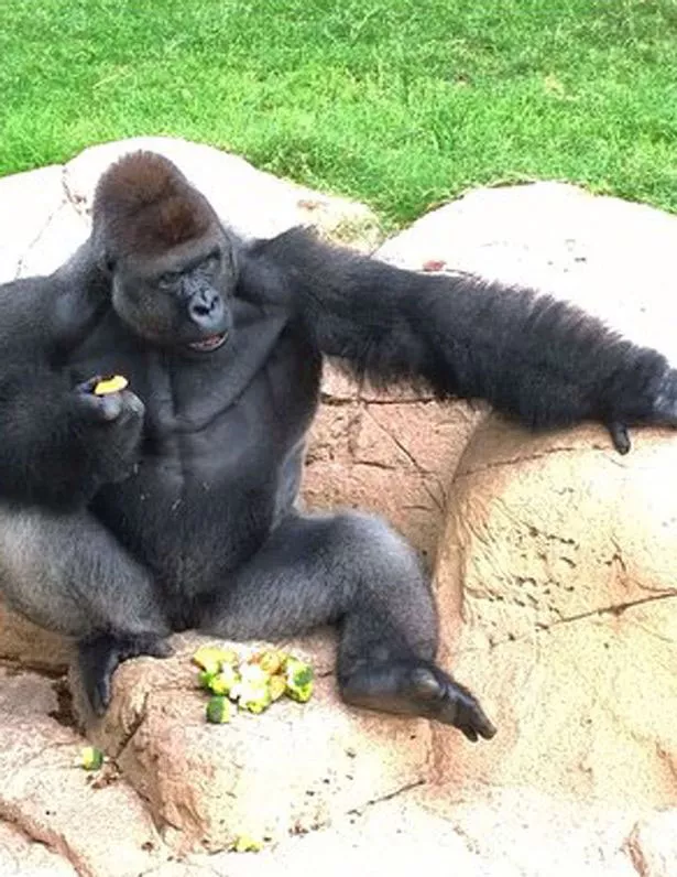the gorilla harambe photo facebook the gorilla harambe photo facebook