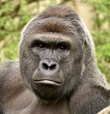 this undated photo obtained may 30 2016 courtesy of the cincinnati zoo shows gorilla harambe workers at the cincinnati zoo in the us state of ohio shot and killed a gorilla on may 28 2016 after a three year old boy fell into its enclosure officials said photo afp