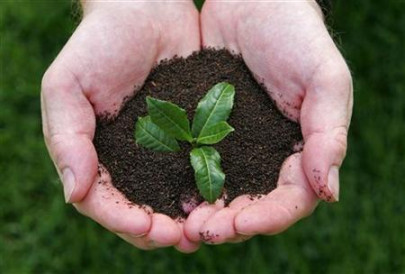 boosting forest cover rs1b allocated for green pakistan project