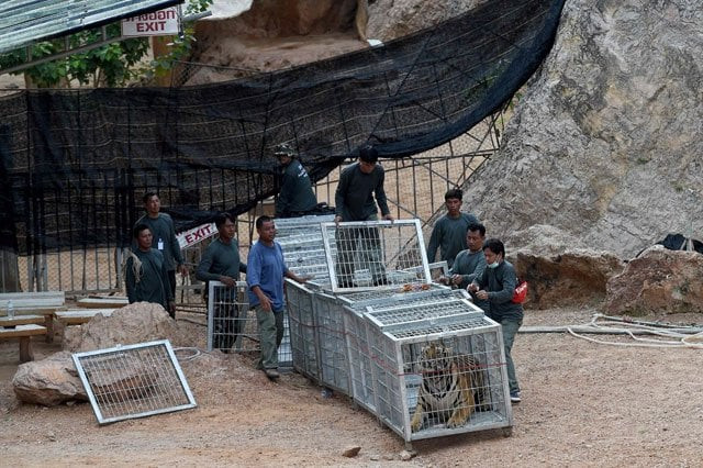 thai wildlife officials have discovered dozens of dead cubs at a controversial quot tiger temple quot photo afp thai wildlife officials have discovered dozens of dead cubs at a controversial quot tiger temple quot photo afp