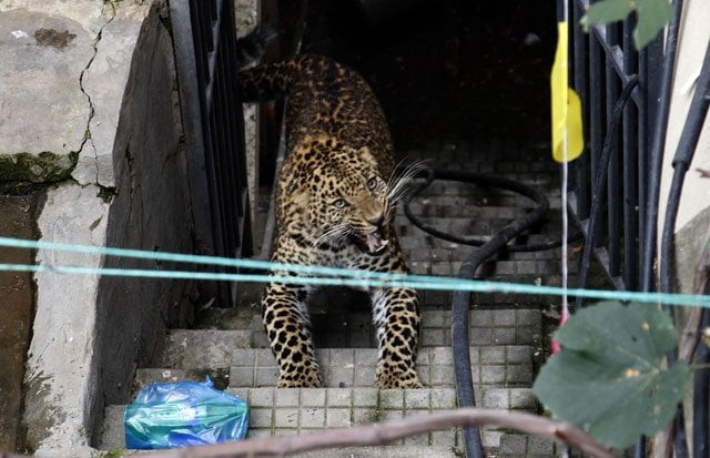 a wild leopard sparked alarm in nepal 039 s capital on wednesday after it spent hours wandering through a residential neighbourhood before being sedated and captured photo afp