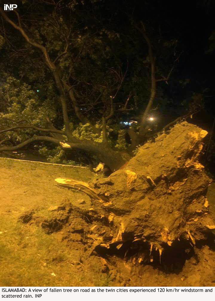 a fallen tree in islamabad following a storm on wednesday photo inp