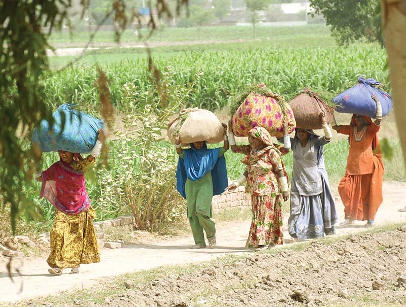 village women haul fodder on head at a field near rahim yar khan according to latest figures one third of the population lives below the poverty line photo sardar ahmed express