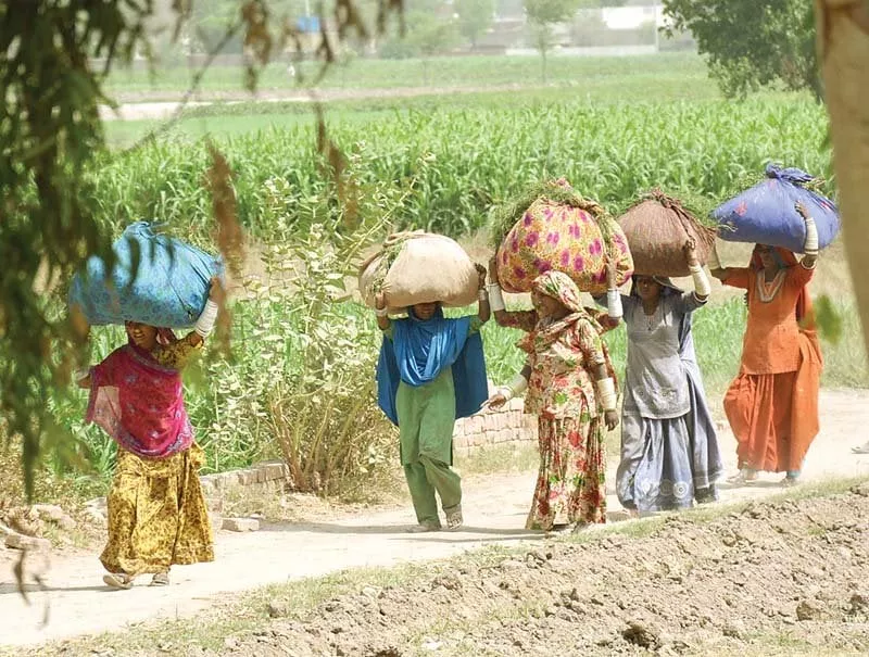 village women haul fodder on head at a field near rahim yar khan according to latest figures one third of the population lives below the poverty line photo sardar ahmed express village women haul fodder on head at a field near rahim yar khan according to latest figures one third of the population lives below the poverty line photo sardar ahmed express