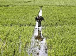 farmers pay heavy price as hailstorms have damaged season s crops photo reuters