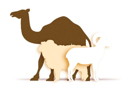 downpour plays havoc with cattle market