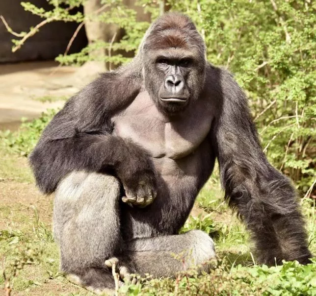 harambe a 17 year old gorilla at the cincinnati zoo is pictured in this undated handout photo provided by cincinnati zoo photo reuters harambe a 17 year old gorilla at the cincinnati zoo is pictured in this undated handout photo provided by cincinnati zoo photo reuters