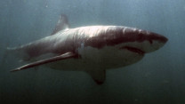 pakistan unveils 10 year national plan to conserve shark populations