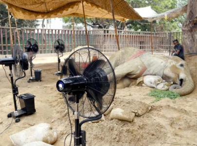 ailing noor jehan may be euthanised after collapsing