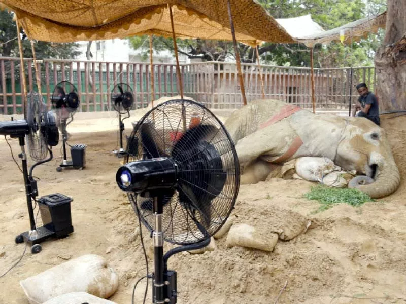 noor jehan lies motionless in a specially set up enclosure at the zoo photo online noor jehan lies motionless in a specially set up enclosure at the zoo photo online