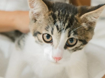 girls love for cats becomes household trend