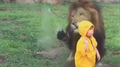 camera catches lion attacking toddler smashing into glass wall camera catches lion attacking toddler smashing into glass wall