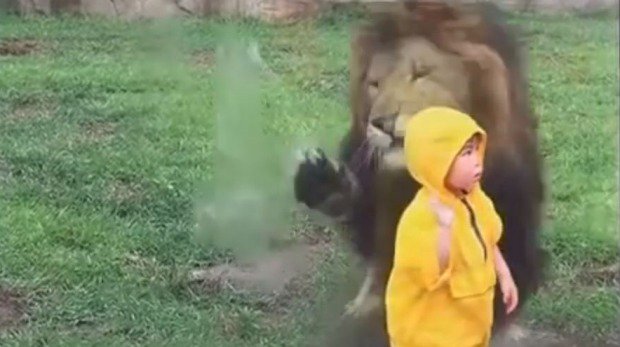 lion lunging at a toddler in tokyo zoo screen grab