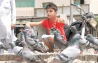 feeding pigeons at public places remains popular among citizens   including children and the elderly   but the rising incidence of pigeon related lung diseases has exposed the hazardous side of this seemingly harmless practice photo express
