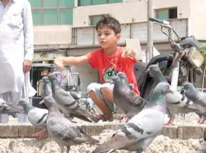 feeding pigeons poses silent health hazard feeding pigeons poses silent health hazard
