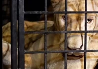 a lion rescued in lahore in a joint operation by the wildlife rangers and the wildlife rescue force