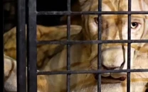 punjab wildlife rangers rescue over 35 000 animals collect rs766m in fines