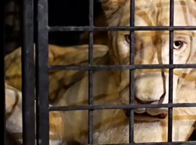 six lions rescued from flooded farmhouse in lahore six lions rescued from flooded farmhouse in lahore