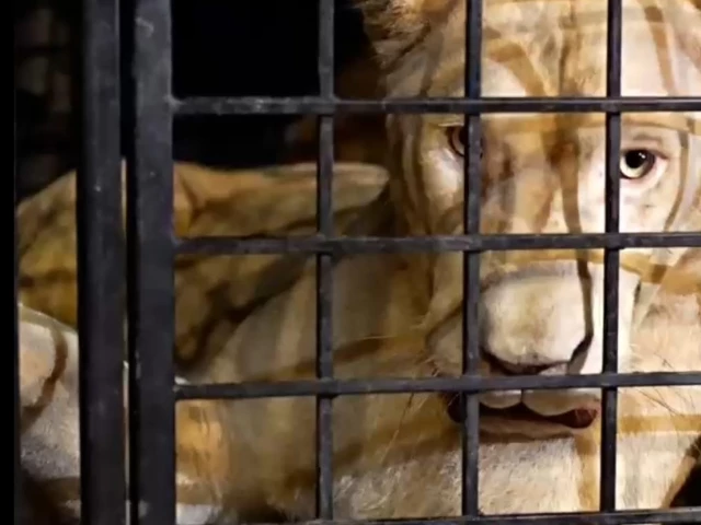 a lion rescued in lahore in a joint operation by the wildlife rangers and the wildlife rescue force a lion rescued in lahore in a joint operation by the wildlife rangers and the wildlife rescue force
