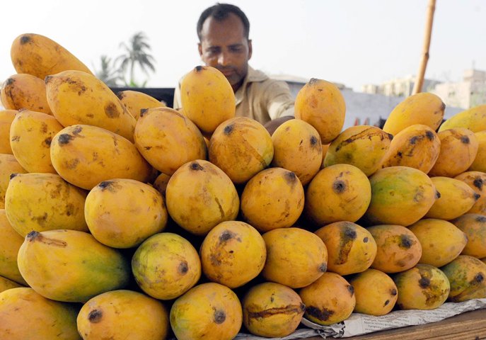 quot there are reports that suspects can carry out a terrorist activity through mango cartons so we have banned them quot said sindh information adviser maula bux chandio photo mohammad noman express