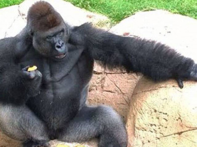 no charges against family in us gorilla incident