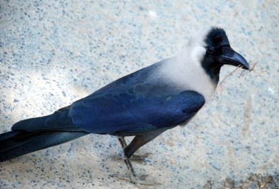 how not to kill a crow