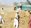 abolishing wheat sale limit to build farmers confidence