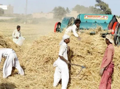 abolishing wheat sale limit to build farmers confidence
