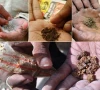 paan gutka driving mouth cancer rise among youth