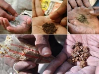 paan gutka driving mouth cancer rise among youth