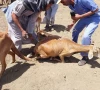 livestock fall ill die after vaccination