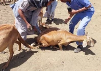 livestock fall ill die after vaccination livestock fall ill die after vaccination