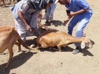 livestock fall ill die after vaccination