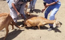 livestock fall ill die after vaccination