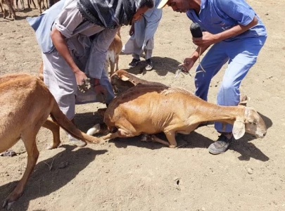 livestock fall ill die after vaccination