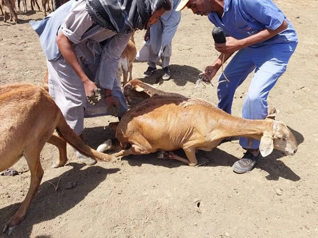 Livestock fall ill, die after vaccination