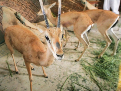 world environment day harsh penalties demanded for illegal wildlife trade world environment day harsh penalties demanded for illegal wildlife trade