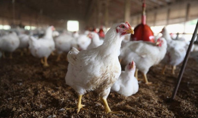 expert slams new taxes on poultry inputs