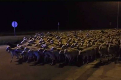 sheep invade spanish city after shepherd falls asleep sheep invade spanish city after shepherd falls asleep