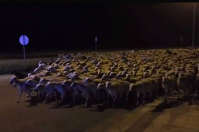 two police cars were dispatched to the scene and it took five officers and the shepherd 30 45 minutes photo facebook two police cars were dispatched to the scene and it took five officers and the shepherd 30 45 minutes photo facebook