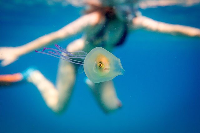 this undated handout picture taken by tim samuel and provided through his instagram account www instagram com timsamuelphotography shows a small fish swimming inside the belly of a jellyfish off the coast of byron bay in new south wales eastern australia a fish has been pictured swimming inside a jellyfish off australia 039 s east coast in a remarkable and rare image that has gone viral with more than two million online views underwater photographer tim samuel was in the water with a friend near popular tourist resort byron bay in december when they came across the little creature trapped inside the only slightly larger jellyfish photo afp