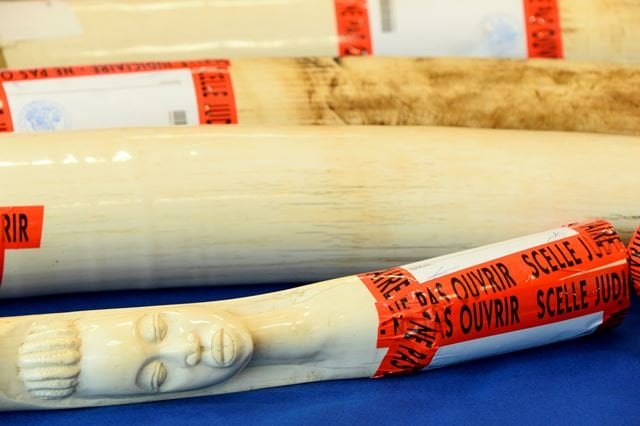 a picture taken on june 8 2016 shows elephant tusks seized by french customs in ivry sur seine outside paris photo afp