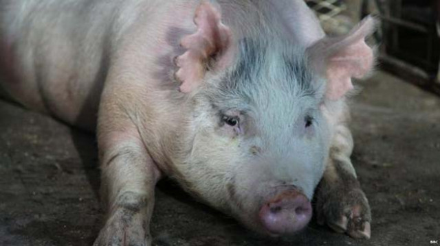 this pregnant sow is carrying human pig chimera embryos photo bbc this pregnant sow is carrying human pig chimera embryos photo bbc