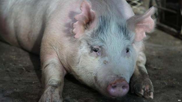 us scientists attempting to harvest human organs in pigs
