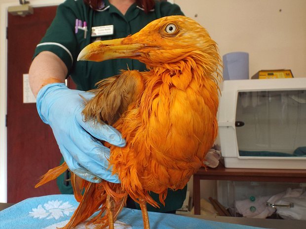 seabird turns orange after falling into vat of curry