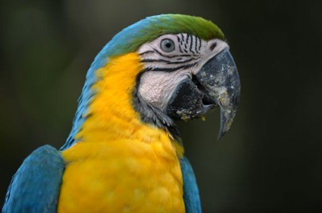 a macaw has many more neurons or brain nerve cells in its forebrain a region crucial for intelligence according to a study published in the proceedings of the national academy of sciences photo afp