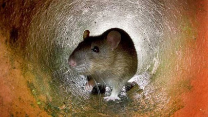 australian rodent species first victim of climate change