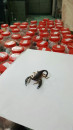 scorpion smuggling bid foiled scorpion smuggling bid foiled