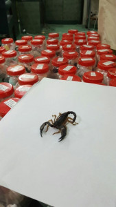 scorpion smuggling bid foiled scorpion smuggling bid foiled