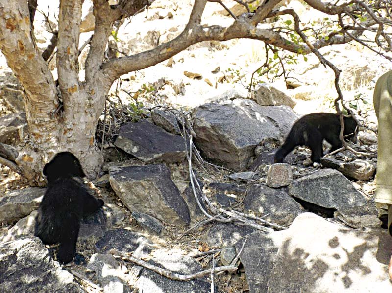 cubs after their release in the forest photo express